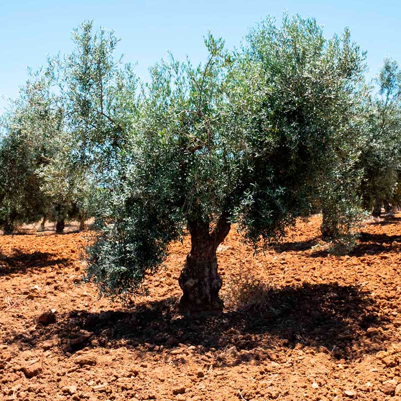 olivo